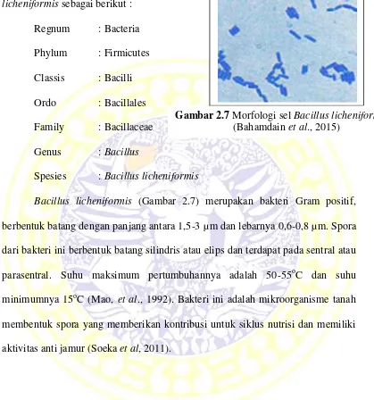 Gambar 2.7 Morfologi sel Bacillus licheniformis