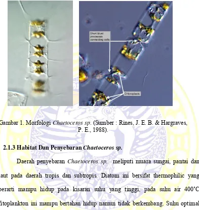 Gambar 1. Morfologi Chaetoceros sp. (Sumber : Rines, J. E. B. & Hargraves, 