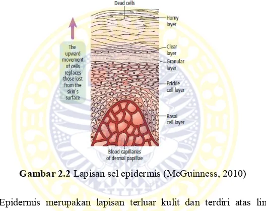 Gambar 2.2 Lapisan sel epidermis (McGuinness, 2010) 