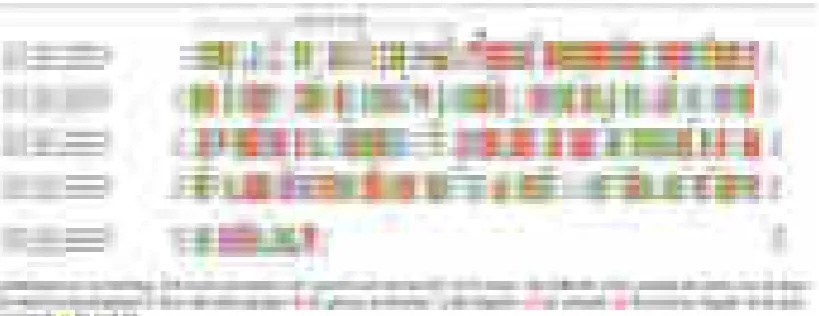 Gambar 1. Struktur sekunder dioscorin dari D. alataD. alata L. L. yang utama adalah α-helix sedangkan var.purpurea paling banyak adalah antiparallel β-sheetsdengan komposisi asam amino yangsama (Lu, 2011)
