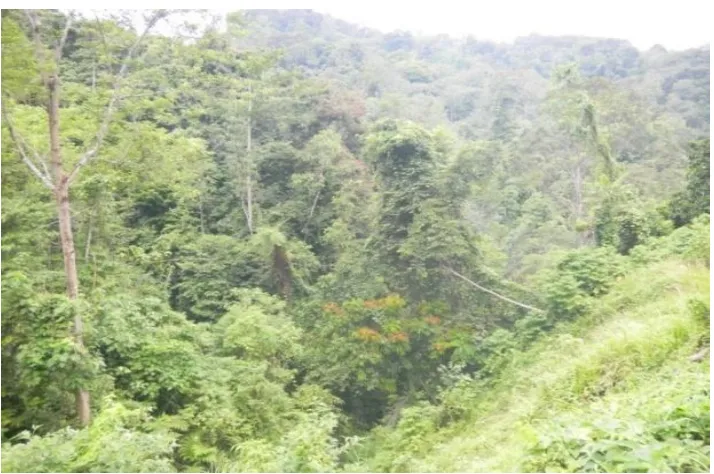 Gambar 1. Hutan Lindung dalam Lokasi Tambang 