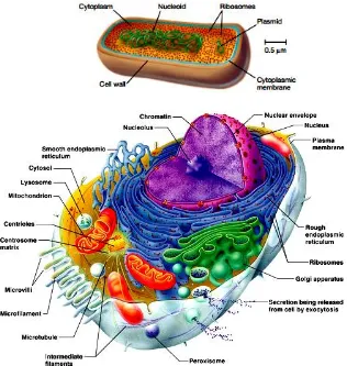 Gambar 8. Struktur Sel (a) Prokariot (atas) dan (b) Eukariot (bawah) 