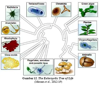 Gambar 12. The Eukaryotic Tree of Life 