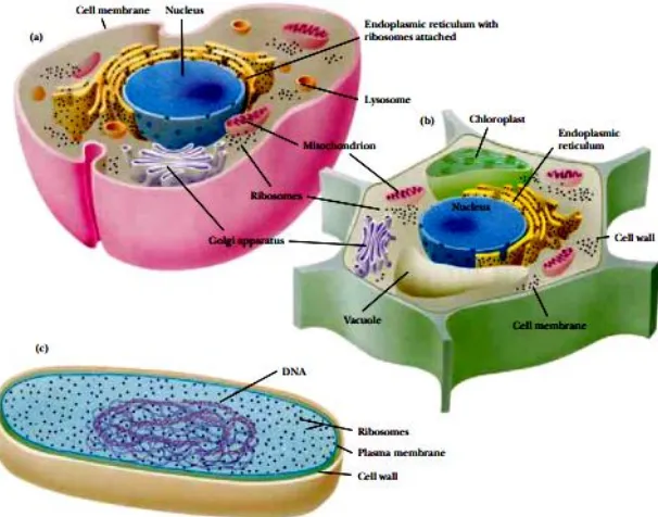 Gambar 13. (a). Struktur Sel Hewan (b) Sel Tumbuhan (c) Sel Prokariot  