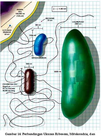 Gambar 14. Perbandingan Ukuran Ribosom, Mitokondria, dan  