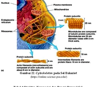 Gambar 22. Cytoskeleton pada Sel Eukariot 