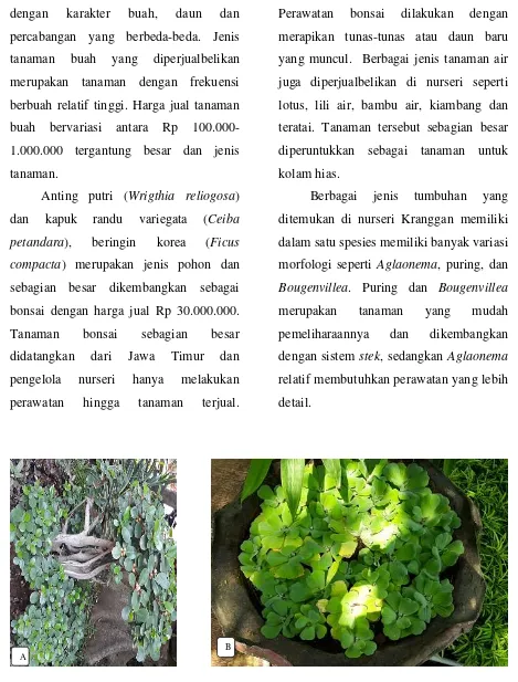 Gambar 7. A. Beringin korea sebagai tanaman bonsai; B. kiambang (tanaman air) 