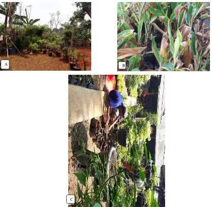 Gambar 3. Pembibitan yang dilakukan di nurseri kranggan A. pembibitan rumput; B. stek andong; dan C