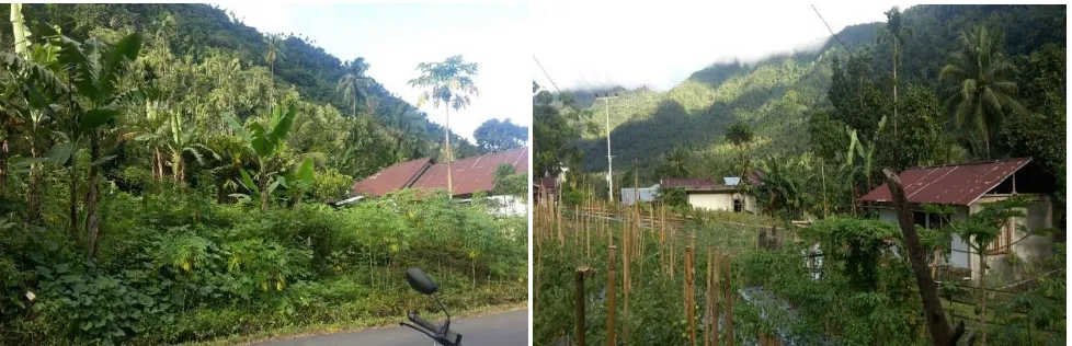 Figure 2. Research sites in Lumbo Village, North Sulawesi, Indonesia showing coconut cultivation in coastal lowland area (left), and 