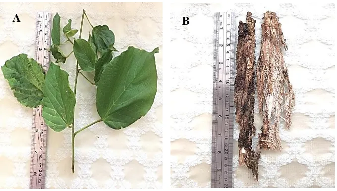 Gambar 1. (A) Daun tahongai, (B) kulit batang tahongai 