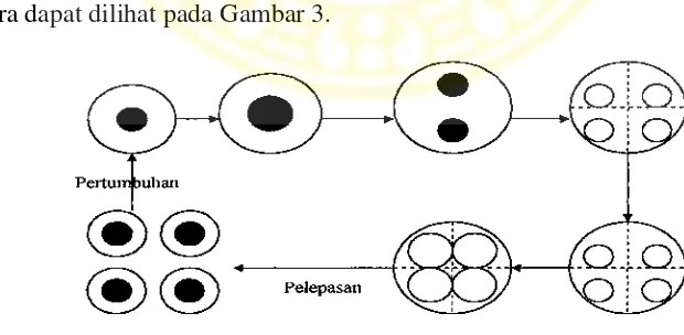 Gambar 2. Daur Hidup dan Cara Reproduksi N. oculata Secara Vegetatif dengan Pembelahan (Isnansetyo dan Kurniastuty, 1995) 