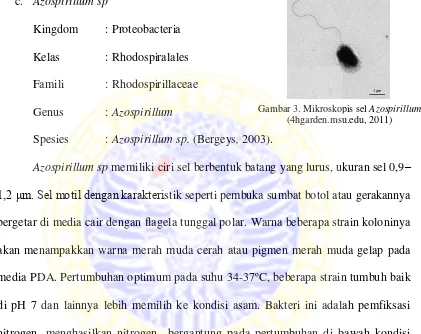 Gambar 3. Mikroskopis sel Azospirillum 