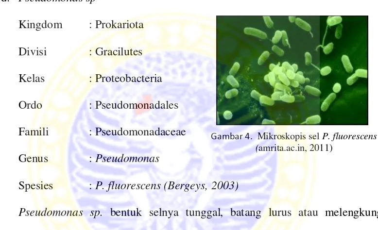 Gambar 4.  Mikroskopis sel P. fluorescens 