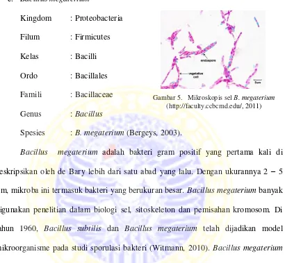 Gambar 5.   Mikroskopis sel B. megaterium 