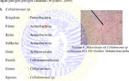 Gambar 8.  Mikroskopis sel Cellulomonas sp  