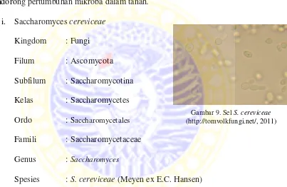 Gambar 9. Sel S. cereviceae 