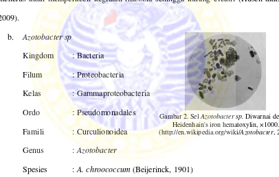 Gambar 2. Sel Azotobacter sp. Diwarnai dengan 