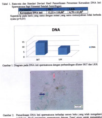 Gambar 2. Pcmoiksran rlasil DNA Inti pewunian spermatozoa tcrhadsp semen hte-l beku asJ'Y untuk ymg telah mcngalamimengetahui