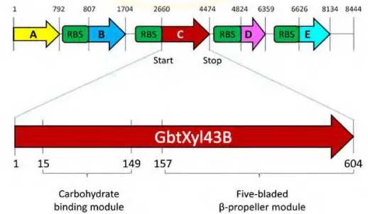 Gambar 2.1. Topologi GbtXyl43B dalam klaster gen xilanase (Ratnadewi, 2013) 