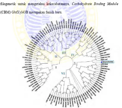 Gambar 2.2. Pohon filogenetik dari famili CBM (Ratnadewi, 2013) 
