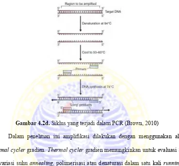 Gambar 4.2d. Siklus yang terjadi dalam PCR (Brown, 2010) 