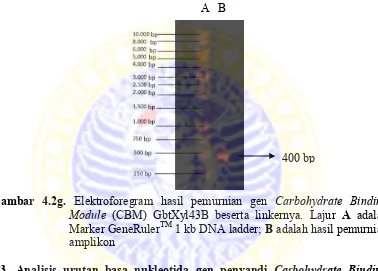 Gambar 4.2g. Elektroforegram hasil pemurnian gen Carbohydrate Binding 