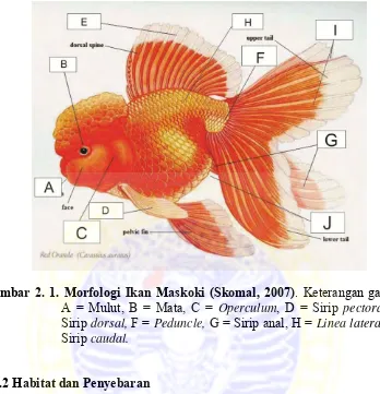 Gambar 2. 1. Morfologi Ikan Maskoki (Skomal, 2007). Keterangan gambar :  