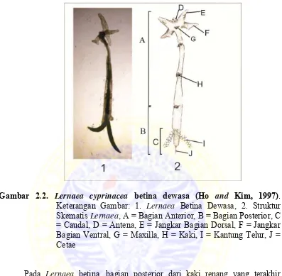 Gambar 2.2. Lernaea cyprinacea betina dewasa (Ho and Kim, 1997). 