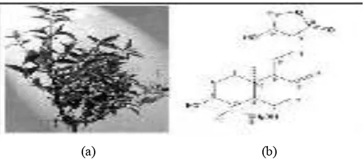 Gambar 2.2. Herba Sambiloto (a) dan struktur 