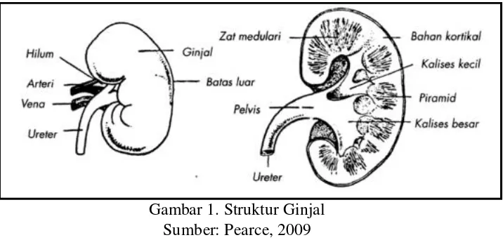 Gambar 1. Struktur Ginjal 