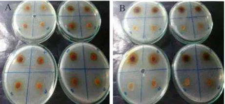 Figure 2.  The results of inhibition zone diameter of Arabica coffee extract (a) and Robusta coffee extract; (b) at concentrations of 100-25%.