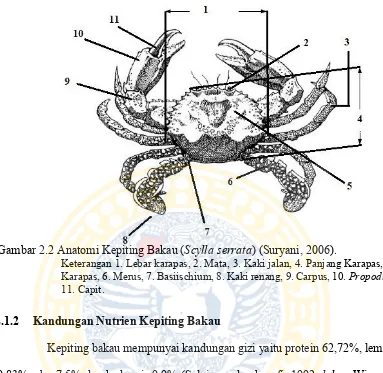 Gambar 2.2 Anatomi Kepiting Bakau (Scylla serrata) (Suryani, 2006). 