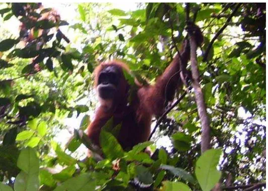 Gambar 4.3 Orangutan saat bergerak di pohon (Rumapea, 2008). 