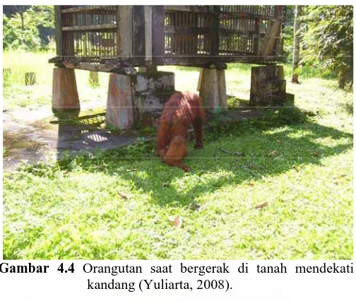 Gambar 4.4  Orangutan saat bergerak di tanah mendekati kandang (Yuliarta, 2008). 