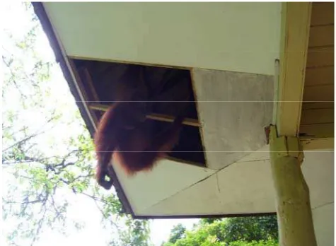 Gambar 4.5 Orangutan saat bergerak di atas substrat lain (Pongo resort) (Rumapea, 2008)