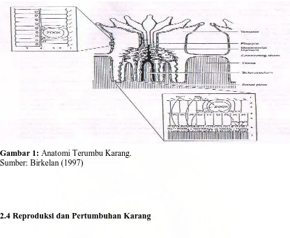 Gambar 1: Anatomi Terumbu Karang. Sumber: Birkelan (1997) 