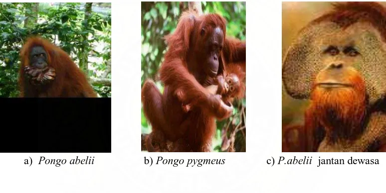Gambar 2.1. Foto orangutan dari jenis a) Pongo abelii (sumber: foto penelitian lapangan, 2009), b) Pongo pygmeus (sumber: sumatera  indonesia.com), c) Pongo abelii jantan dewasa (sumber: orangutanfoundation.wildlife)                                                                                      