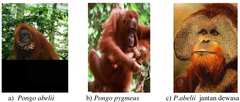 Gambar 2.1. Foto orangutan dari jenis a) Pongo abelii (sumber: foto penelitian lapangan, 2009), b) Pongo pygmeus (sumber: sumatera  indonesia.com), c) Pongo abelii jantan dewasa (sumber: orangutanfoundation.wildlife)                                                                         