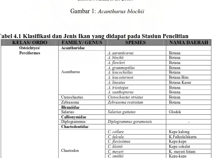 Tabel 4.1 Klasifikasi dan Jenis Ikan yang didapat pada Stasiun Penelitian KELAS/ ORDO Osteichtyes/ 
