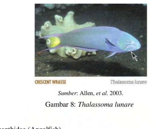Gambar 9: Chaetodontoplus septentrionalis 