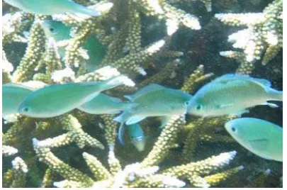 Gambar 10: Chromis atripectoralis 
