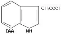 Gambar 2.4.1 : Struktur Kimia Hormon IAA 