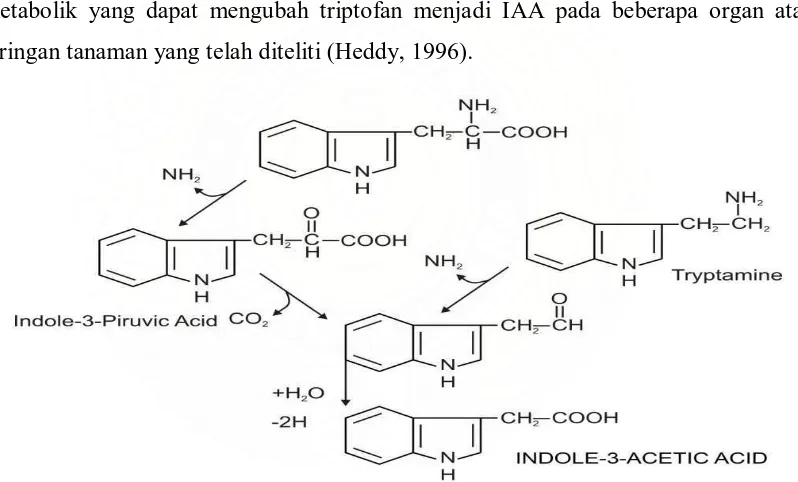 Gambar 2.4.2 : Lintasan Proses Biosintesis Dari Triptofan Menjadi IAA.  