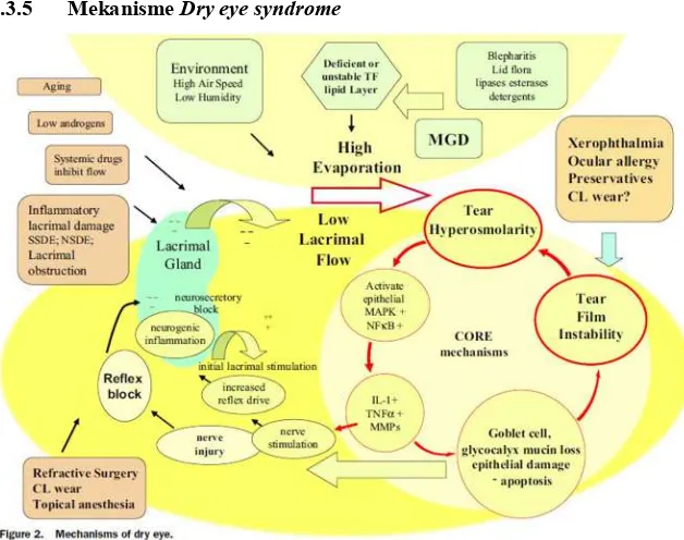 Gambar 2.6 Mekanisme Dry Eye (Lemp et al., 2007) 
