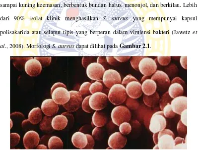 Gambar 2.1 Struktur mikroskopis Staphylococcus aureus menggunakan