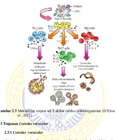 Gambar 2.3 Mekanisme respon sel T akibat infeksi mikroorganisme (D’Elios et