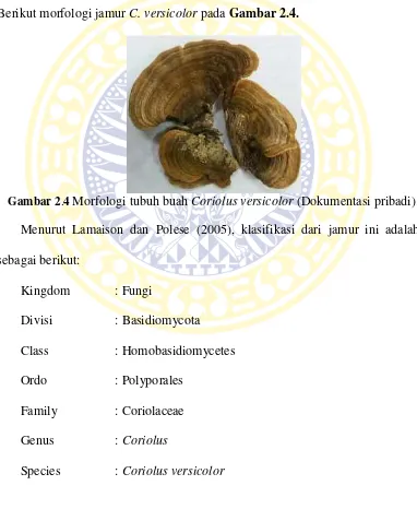Gambar 2.4 Morfologi tubuh buah Coriolus versicolor (Dokumentasi pribadi).