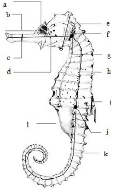 Gambar 2. Morfologi Kuda Laut (Hippocampus kuda) 