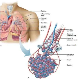 Gambar 2.1. Struktur sistem respirasi (Guyton, 2006) 