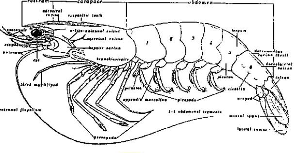 Gambar 1. Morfologi Litopenaeus vannamei 
